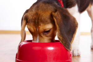 beagle-eating