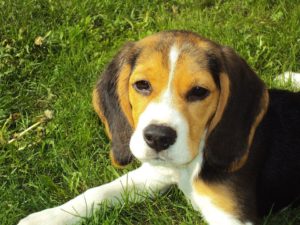 beagle-puppy-2681_960_720
